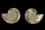 Agatized Ammonite Fossil - Crystal Filled Chambers #145935-1